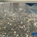 sealed bag of bird seed mps 7503 003