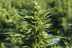 hemp bagging equipment