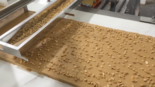 Spreading Peanuts on Snack Food Conveyor using Vibratory Feeder